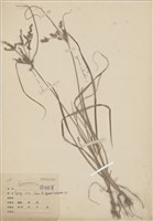 藏品(碎米莎草)的圖片